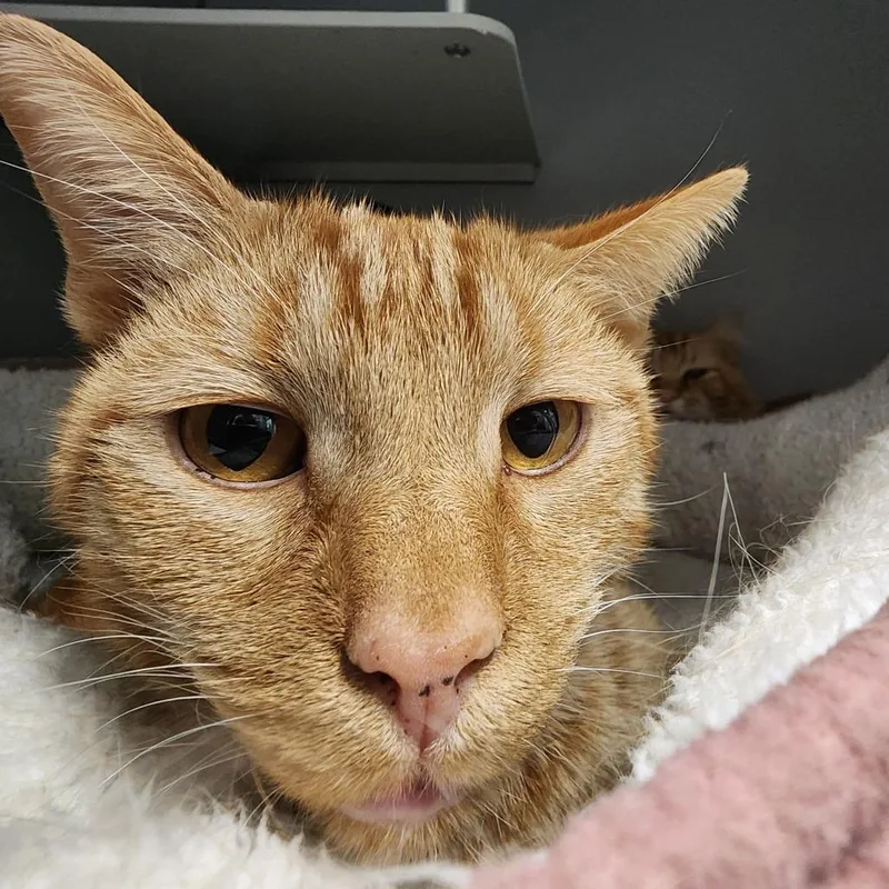 An adult medium-sized male Orange / Red Domestic Short Hair cat named Cannoli for adoption in Columbus, NC