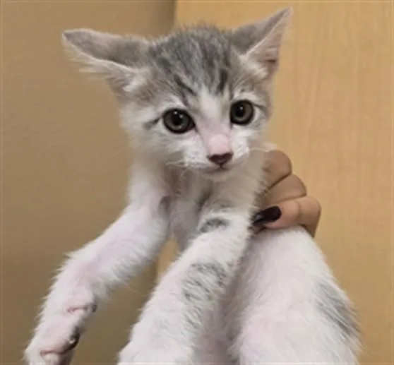 A baby small-sized female Domestic Short Hair cat named Pinto for adoption in Riverside, CA
