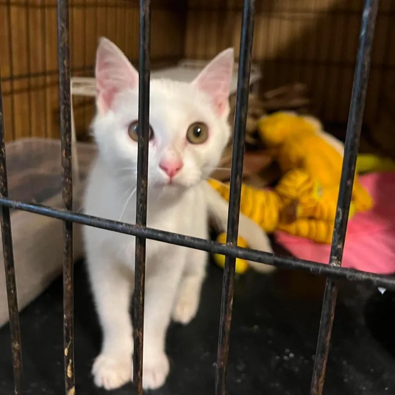 A baby small-sized male White Domestic Short Hair cat named Biscuit for adoption in Alexandria, VA