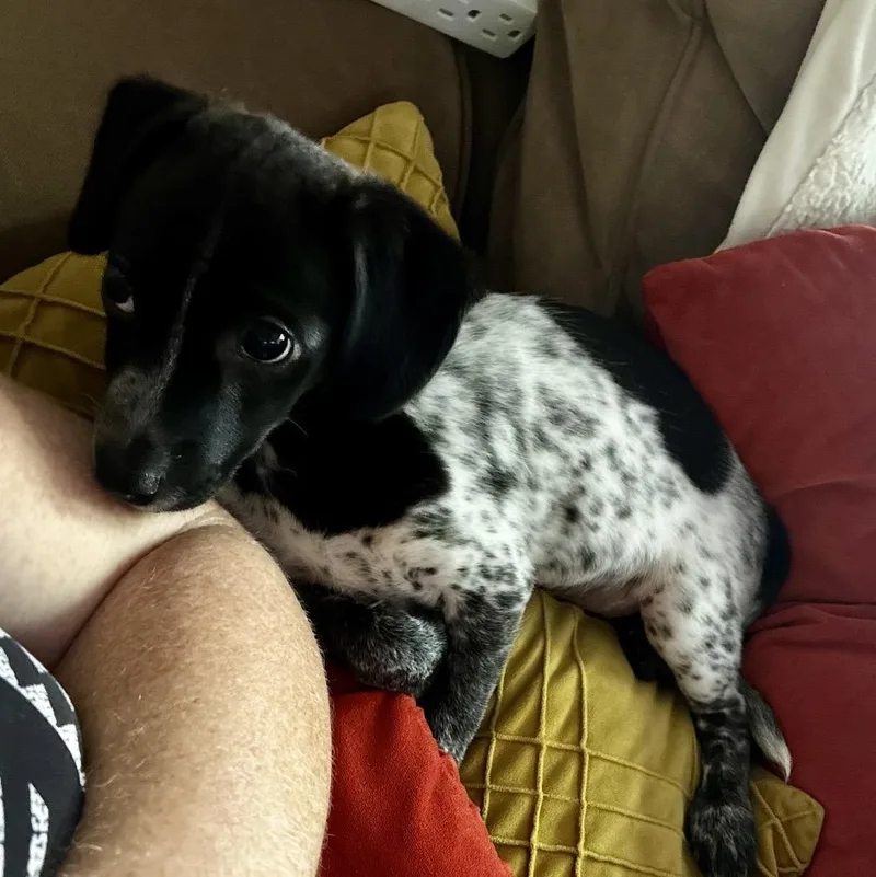 A baby small-sized male Black Chihuahua dog named Toby Andor Charlie for adoption in Cordova, TN