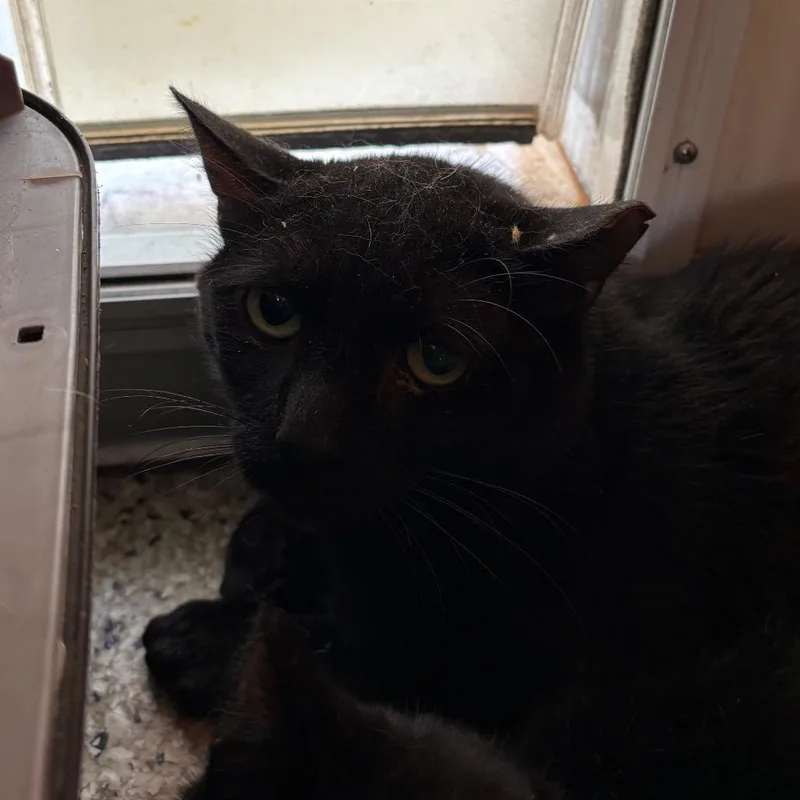 An adult large-sized male Black Domestic Medium Hair cat named Dmitri for adoption in Branford, CT