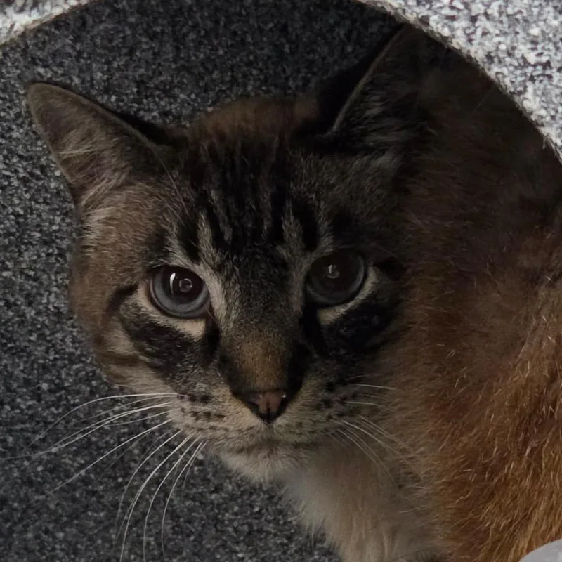 An adult small-sized male Domestic Short Hair cat named Sterling for adoption in Idaho Falls, ID