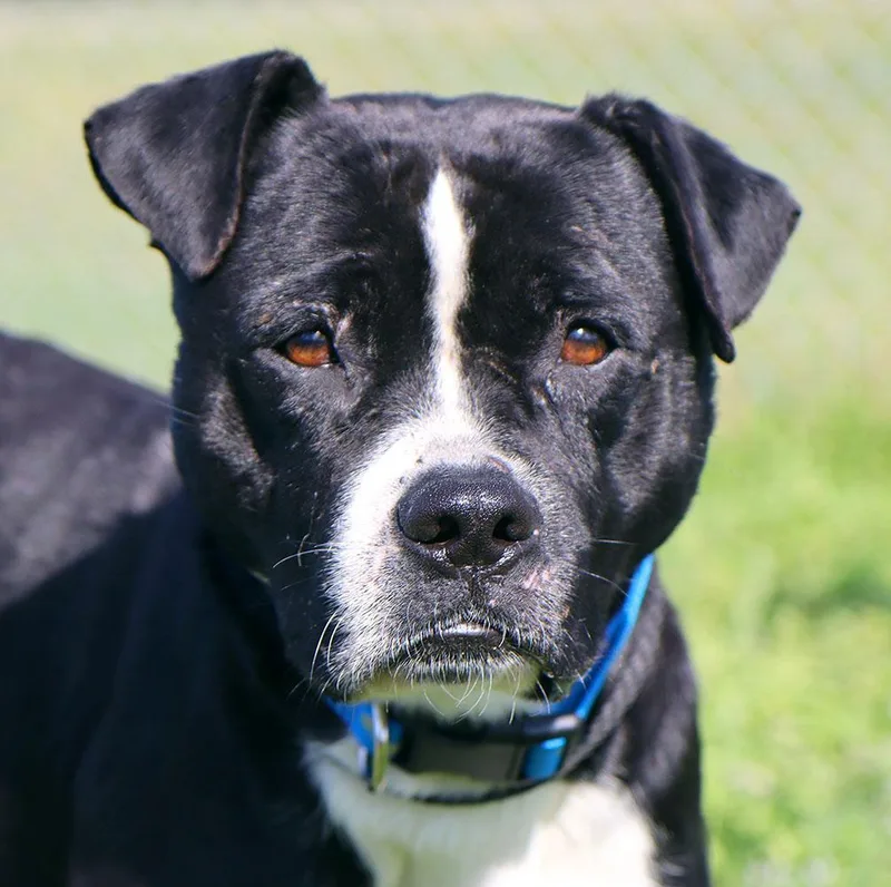 An adult medium-sized male Black Boxer dog named Jude for adoption in Kansas City, KS