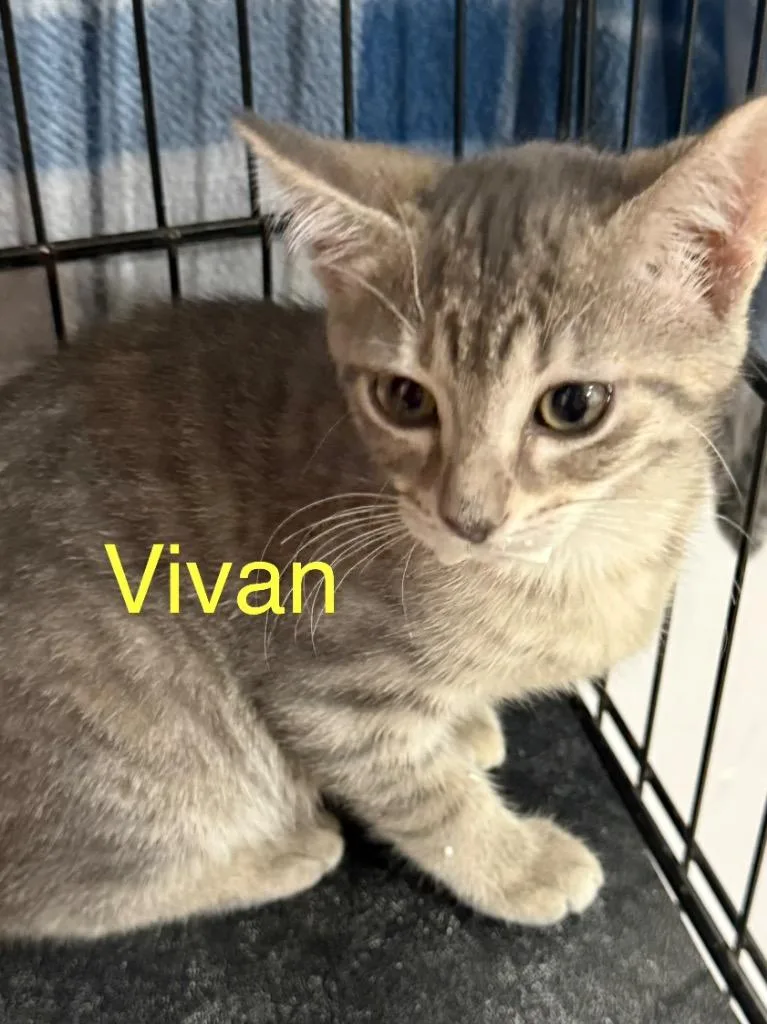 A young small-sized male Domestic Short Hair cat named Vivian for adoption in Saint Francisville, LA