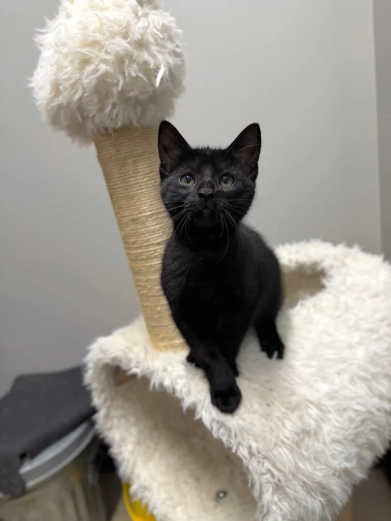 A baby small-sized male Domestic Short Hair cat named Egypt for adoption in Pierceton, IN