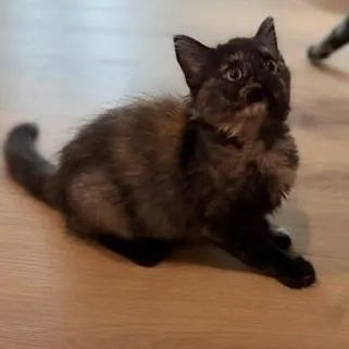 A baby medium-sized female Domestic Medium Hair cat named Franny for adoption in Richmond, VA