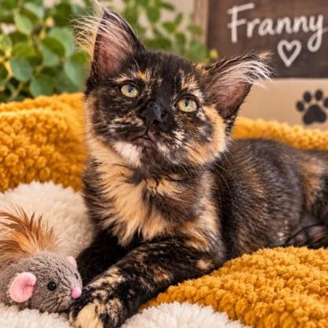 Franny thumbnail 4