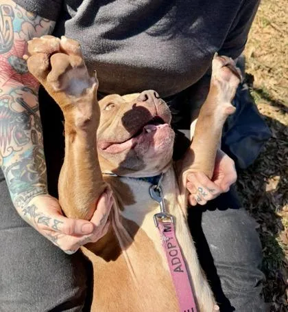 An adult medium-sized male Pit Bull Terrier dog named Mr Squatch for adoption in Atlanta, GA