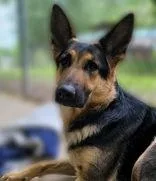 A young large-sized female Black German Shepherd Dog dog named Luna for adoption in Portsmouth, OH