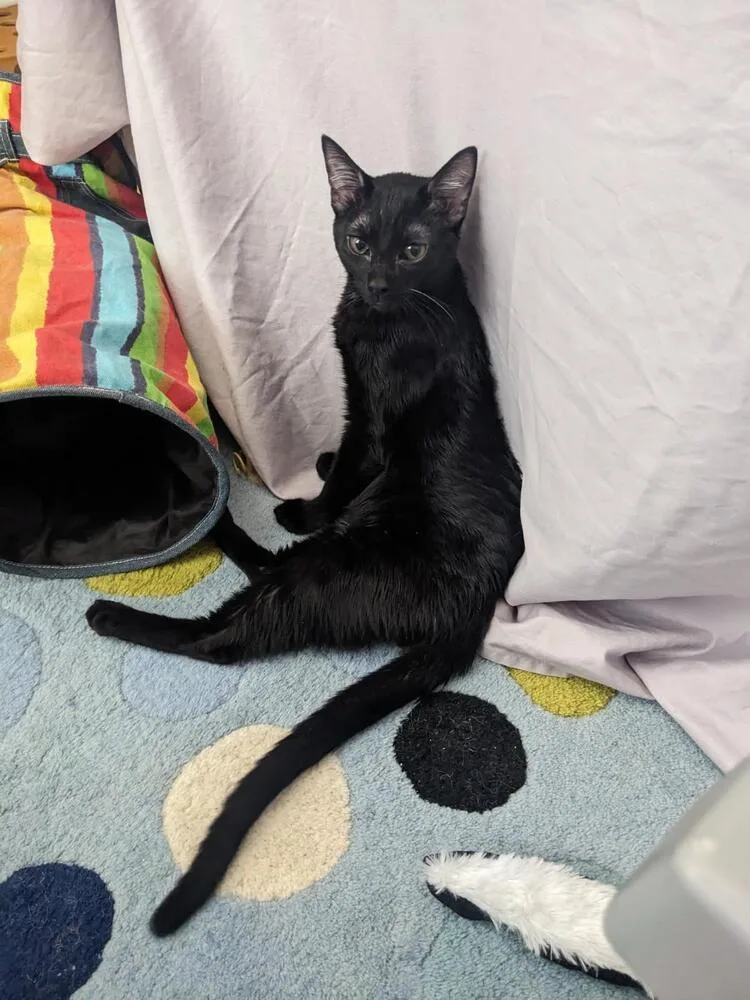 A baby small-sized male Black Domestic Short Hair cat named Baka for adoption in Greensboro, NC