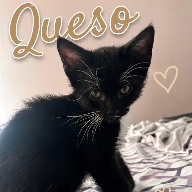 A young small-sized male Domestic Short Hair cat named Queso for adoption in Auburn, CA