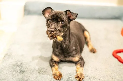 A senior small-sized male Maltese dog named Taco for adoption in Hilton Head Island, SC