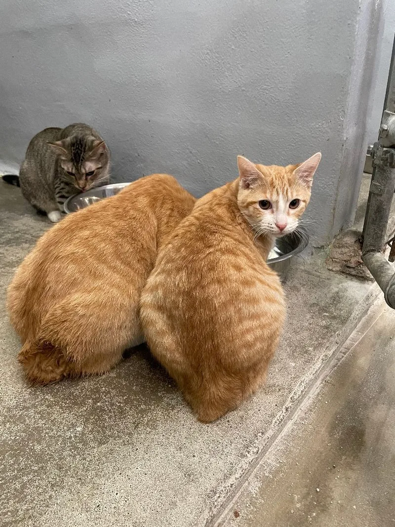 Mary Jane Peanut Butter