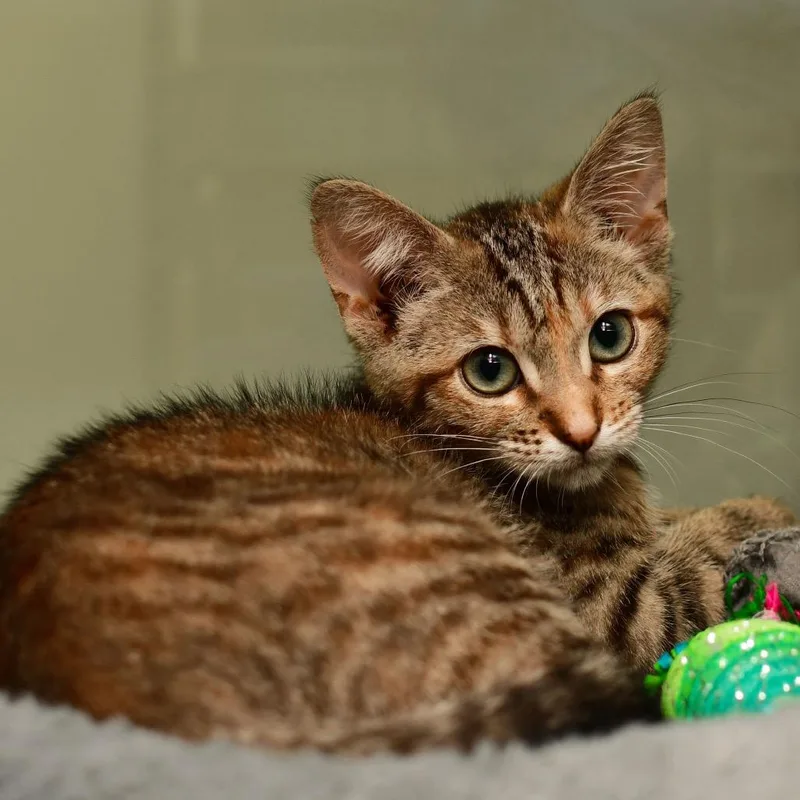 A baby small-sized female Torbie Domestic Short Hair cat named Corn Dog for adoption in Ottawa, KS