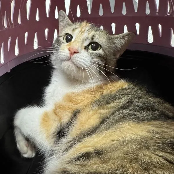 An adult medium-sized female Domestic Short Hair cat named Mishka for adoption in Des Moines, IA