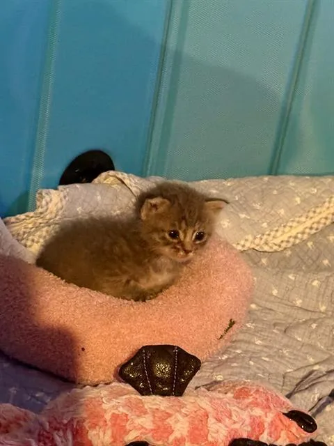A baby small-sized female Domestic Short Hair cat named Boba for adoption in Baytown, TX