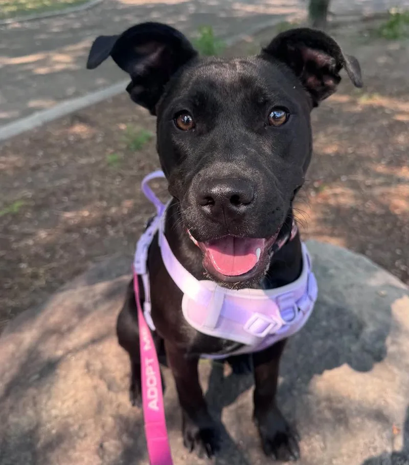 A baby medium-sized female Black Labrador Retriever dog named Sunny for adoption in Commerce City, CO