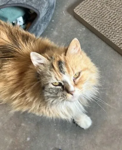 An adult medium-sized female Domestic Long Hair cat named Wandi for adoption in Sultan, WA