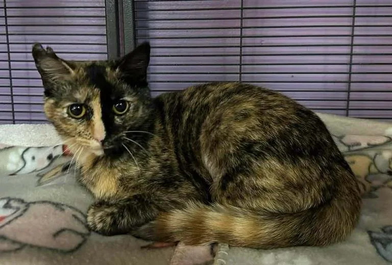 A young medium-sized female Domestic Short Hair cat named Amber for adoption in Woodbridge, VA
