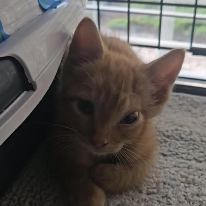 A baby small-sized male Orange / Red Domestic Short Hair cat named Foxy for adoption in Newport, NC