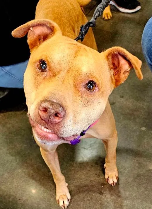 An adult medium-sized female Pit Bull Terrier dog named Koa for adoption in Brooklyn Center, MN