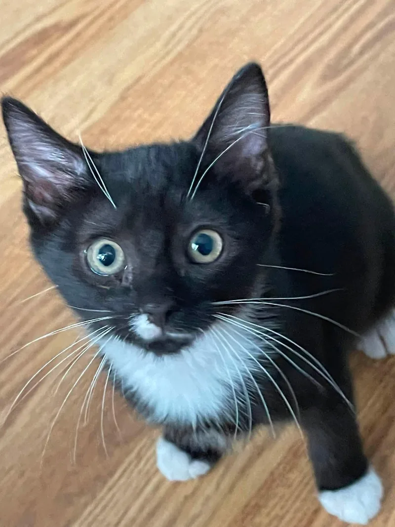 A baby medium-sized male Black & White / Tuxedo Domestic Short Hair cat named Jasyn for adoption in Concord, NC