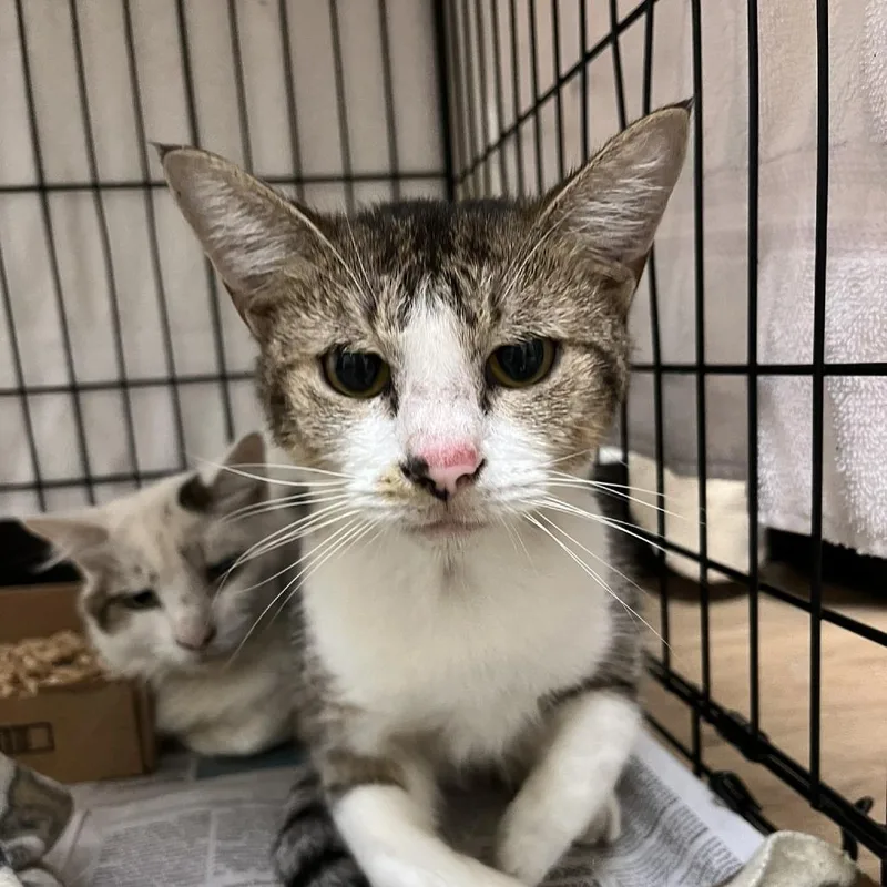 An adult medium-sized male Brown / Chocolate Domestic Short Hair cat named Key Fob for adoption in Lyndhurst, VA