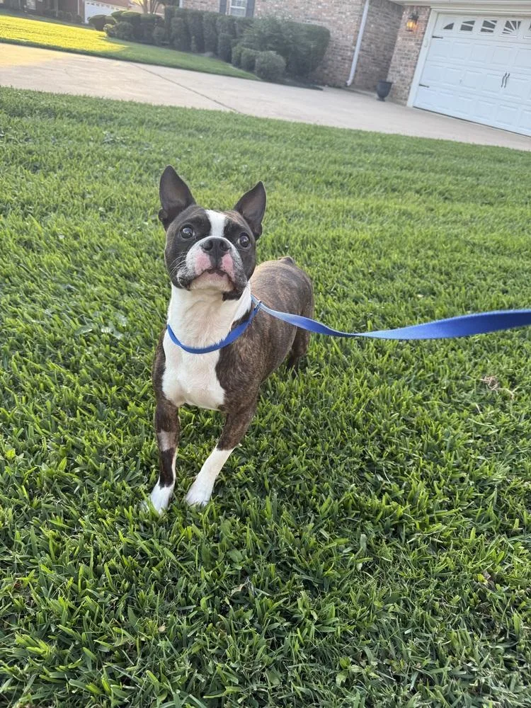 An adult medium-sized male Boston Terrier dog named Murray for adoption in Silsbee, TX