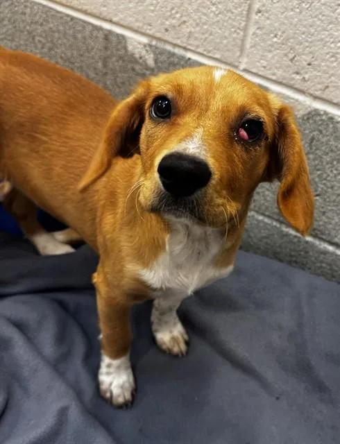 A baby small-sized male Feist dog named Bread Pudding for adoption in Statesville, NC