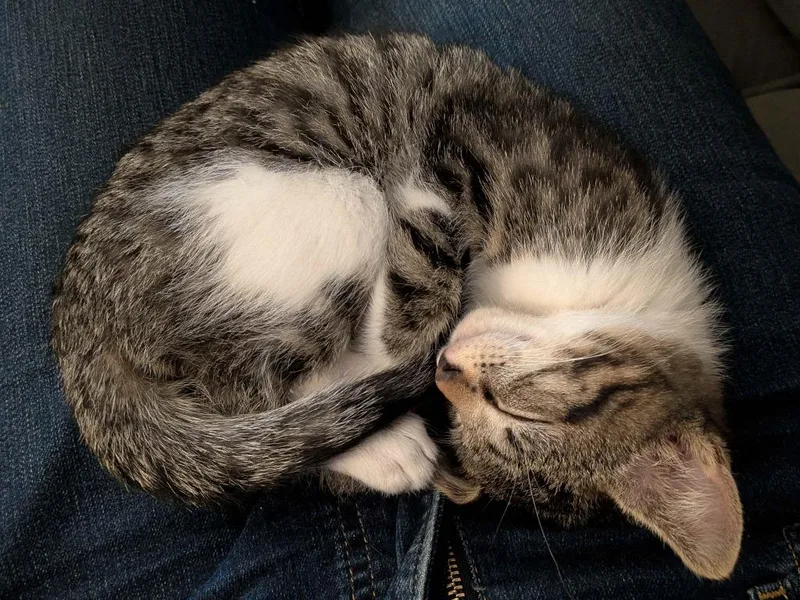 A baby medium-sized female Domestic Short Hair cat named Sverdrup  No Longer for adoption in Minneapolis, MN