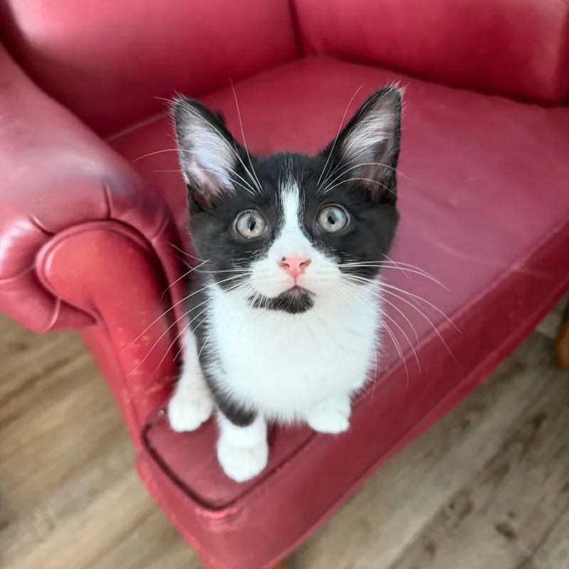 A baby small-sized male Domestic Long Hair cat named Page for adoption in Pontiac, IL
