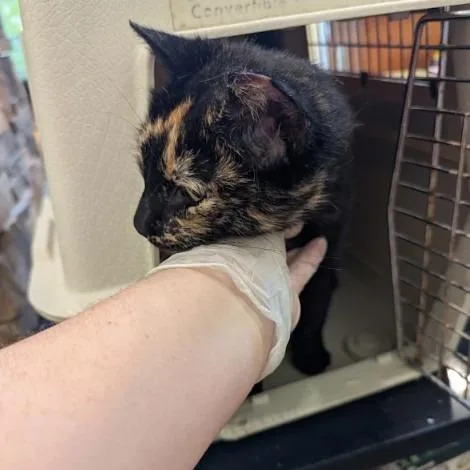 A young medium-sized female Tortoiseshell Domestic Short Hair cat named Susie for adoption in Lynchburg, VA