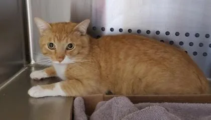 An adult medium-sized male Domestic Short Hair cat named Monopoly for adoption in Kansas City, MO