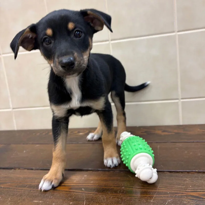 A baby large-sized female Labrador Retriever dog named Kit for adoption in Kerrville, TX