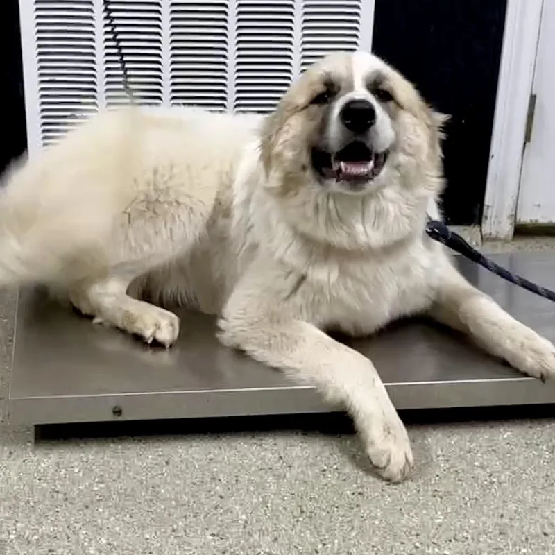 A young large-sized female White / Cream Great Pyrenees dog named Sammie for adoption in Wadena, MN
