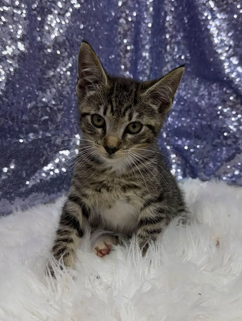 A young medium-sized male Domestic Short Hair cat named Rhino for adoption in Clarkesville, GA