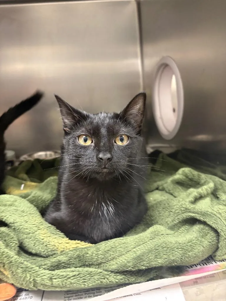 A baby medium-sized female Domestic Short Hair cat named Atari for adoption in Findlay, OH
