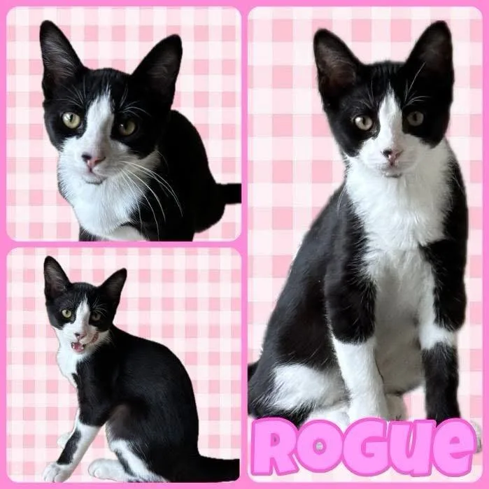 A baby small-sized female Black Domestic Short Hair cat named Rogue for adoption in Orangevale, CA