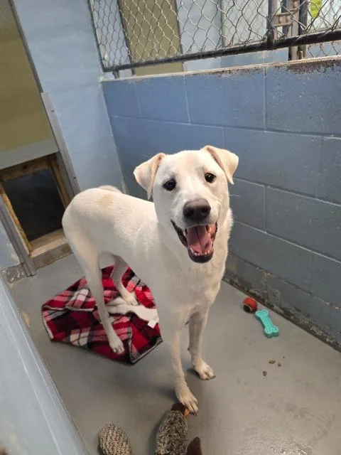 An adult large-sized male Labrador Retriever dog named Poe for adoption in Barron, WI