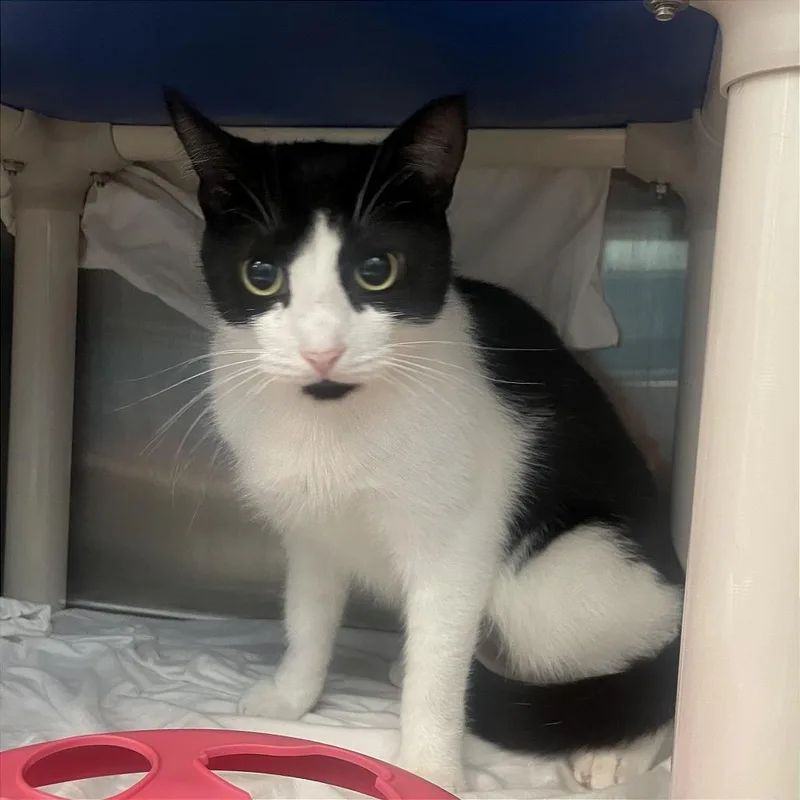 An adult medium-sized female Black Domestic Short Hair cat named Chin Up for adoption in Philadelphia, PA