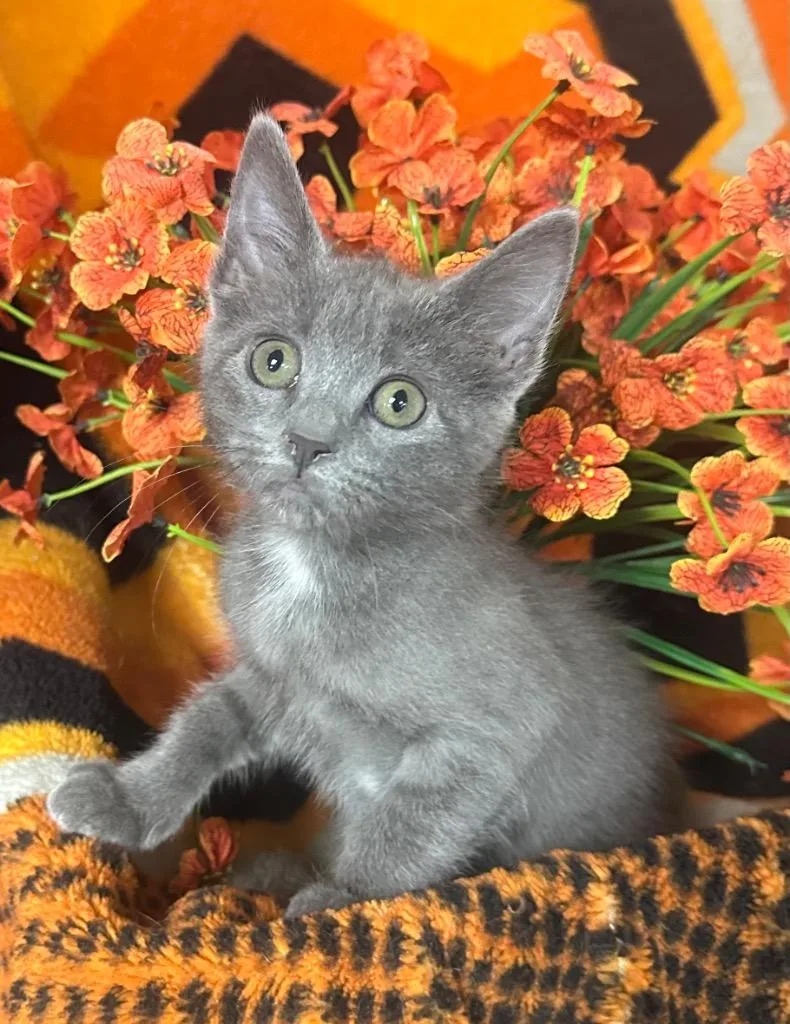 A baby small-sized female Domestic Short Hair cat named Adelaide for adoption in Stillwater, OK