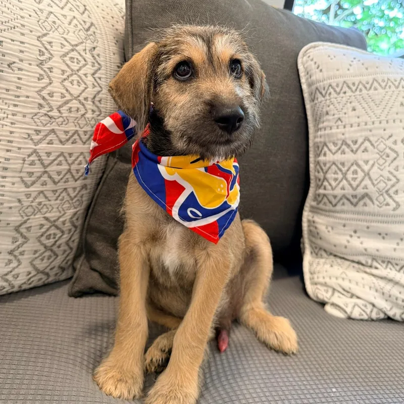 A baby medium-sized male Bicolor Border Terrier dog named Ritter ridiculously scruffy cute for adoption in Lake Forest, IL