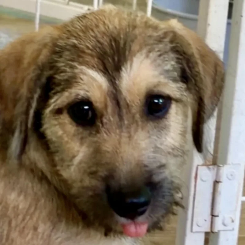 Ritter ridiculously scruffy cute thumbnail 4