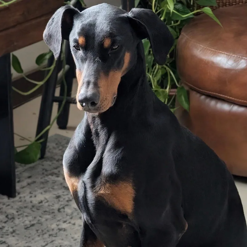 A young large-sized male Black Doberman Pinscher dog named Killian for adoption in Columbus, OH
