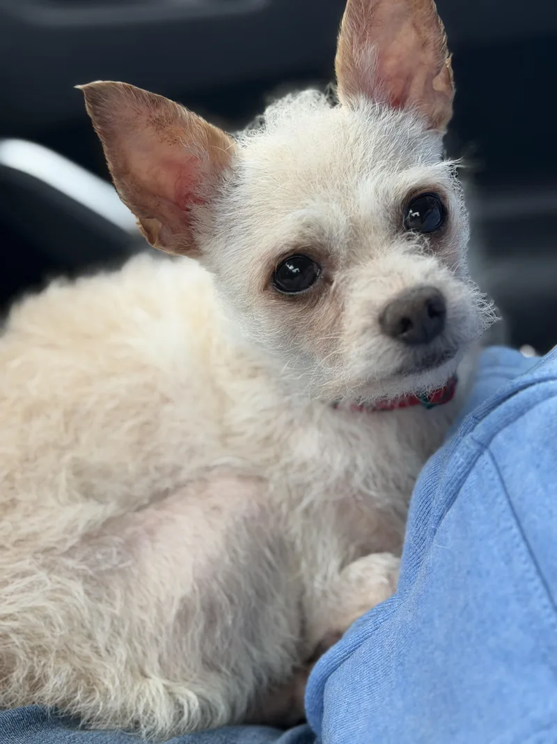A young small-sized male Chihuahua dog named Scotty for adoption in Yuba City, CA