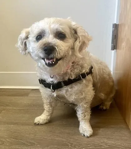 An adult medium-sized female White / Cream Maltese dog named Lady for adoption in Annapolis, MD