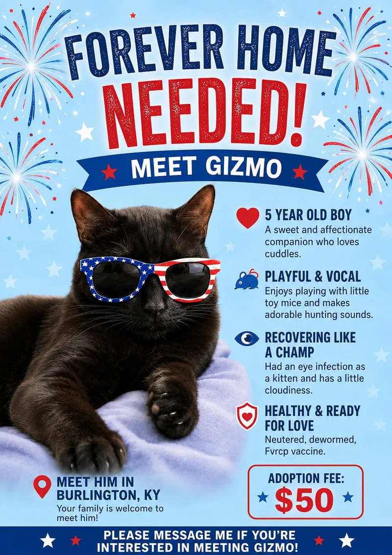 An adult medium-sized male Black American Shorthair cat named GizmoHandsome Sweetie for adoption in Taylor Mill, KY