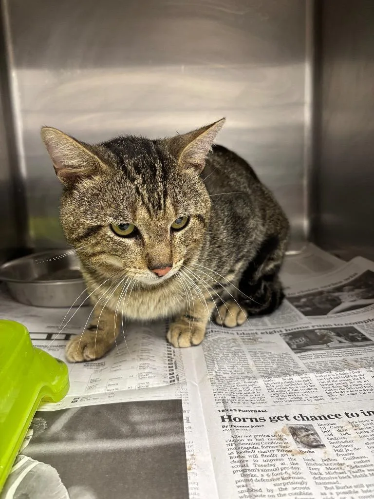 An adult large-sized male Domestic Short Hair cat named Chuckles for adoption in Belton, TX