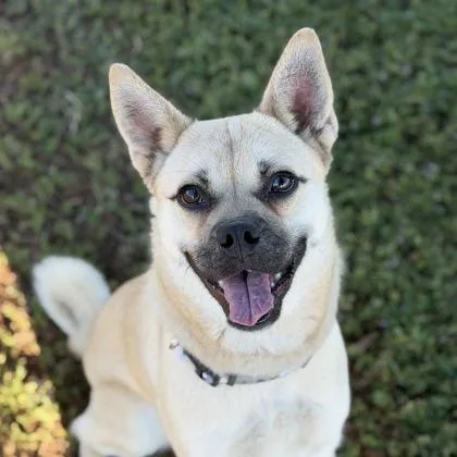 A baby medium-sized female Pug dog named Birdie for adoption in Sacramento, CA