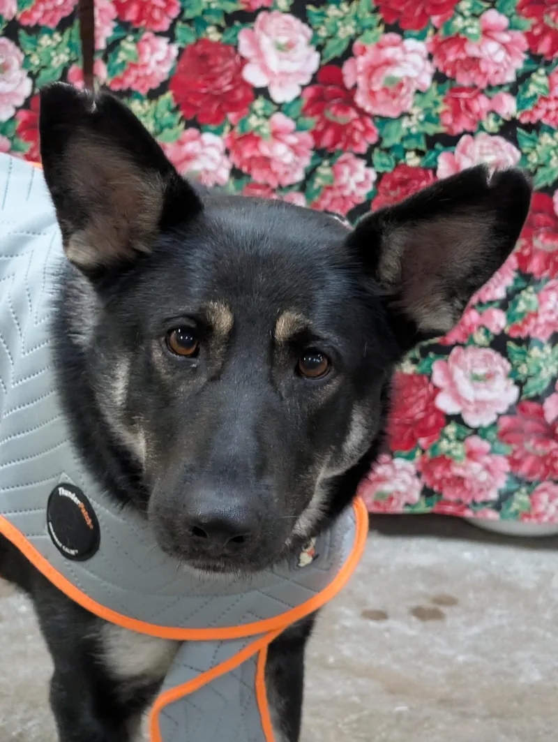 An adult large-sized female German Shepherd Dog dog named Dolly for adoption in Decatur, IL